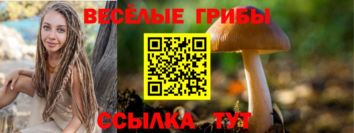 Псилоцибиновые грибы Psilocybine cubensis  Новоалександровск  Галлюциногенные грибы ЛСД 